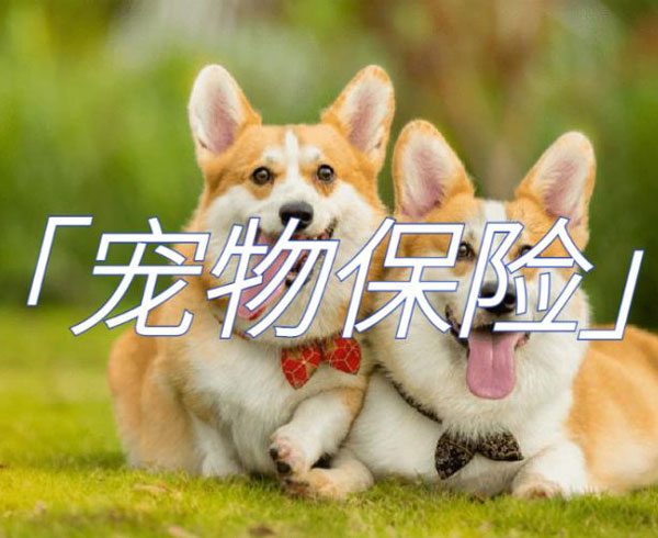 犬貓保險(xiǎn)